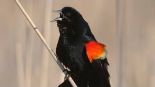 How Nature Works Redwinged Blackbird Display [upl. by Alrad225]