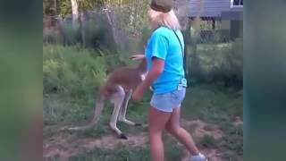 Man fights kangaroo Compilation Best Funny Videos [upl. by Minette290]