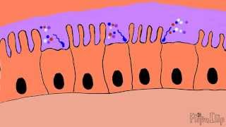 Mechanism of cholera toxin [upl. by Hcaz]