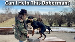 Evaluating A Partially Trained Doberman Pinscher [upl. by Ahsinyar323]