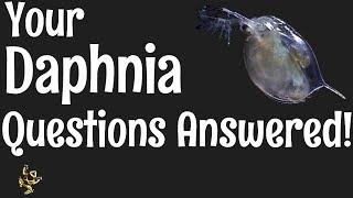 Daphnia Questions Answered [upl. by Iretak108]