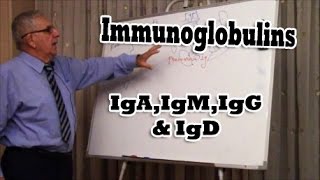 Immunoglobulins [upl. by Yrrum]