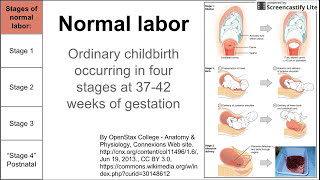 Normal labor ordinary delivery [upl. by Polard]