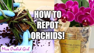 Orchid Care for Beginners  How to repot Phalaenopsis Orchids [upl. by Eitsyrk724]