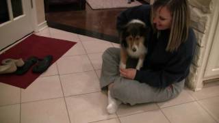 Sheltie Meets the Puppies [upl. by Guidotti153]