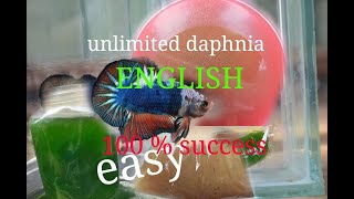 daphnia moina culture Easy way Unlimited production English  with sub Green water Chlorella [upl. by Nahum400]