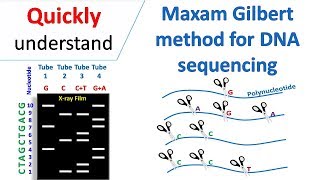 Maxam Gilbert sequencing [upl. by Ennahgem]