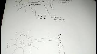 schéma dun neurone  myelinisé et amyelinisé [upl. by Charo]