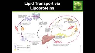 Statins and Cholesterol [upl. by Resiak339]