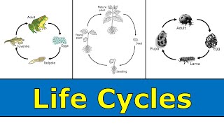 Life Cycles [upl. by Howard332]