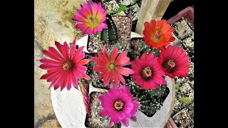 March 2023 Hybrid Echinocereus [upl. by Agace100]