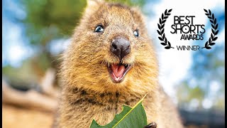 The Truth About The Happiest Animals In The World  Quokka Documentary [upl. by Siana914]