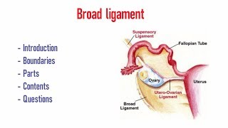 Broad ligament [upl. by Elisabeth555]