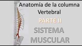 AnatomÍa de la columna vertebral  PARTE 3  Sistema Muscular [upl. by Estey]