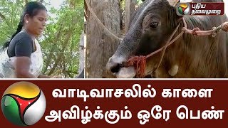 Only lady who grows bull for Jallikattu in Madurai [upl. by Tsnre]