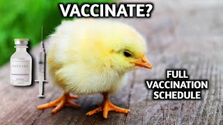 Should You Vaccinate Your Chickens  FULL CHICKEN VACCINATION SCHEDULE [upl. by Eradis]