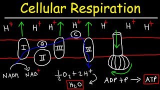 Cellular Respiration [upl. by Held]