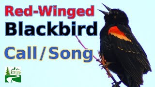 Redwinged blackbird call  song  sounds [upl. by Solomon]