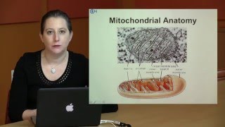 Synchronized Mitochondrial and Cytosolic Translation [upl. by Rebmak]