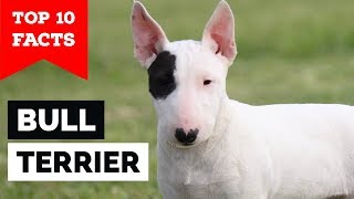 Bull Terrier – Top 10 Facts Cavalier Gladiator [upl. by Kcirej]