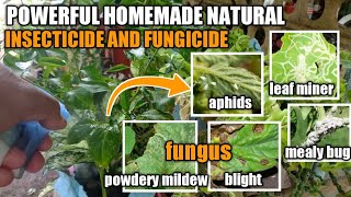 PAANO ANG PAGGAWA NG POWERFUL NATURAL HOMEMADE INSECTICIDE AND FUNGICIDE [upl. by Nadaha]