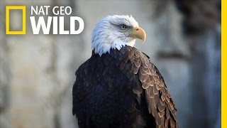 Bald Eagle Feeding Frenzy  United States of Animals [upl. by Schaper]