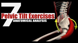 7 Pelvic Tilt Exercises  Anatomical Analysis [upl. by Ylrebmi]