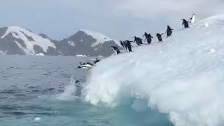 Clumsy Penguins Dive Off Iceberg Into Atlantic Ocean [upl. by Eillit]