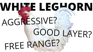 WHITE LEGHORNS All You Need To Know About These Chickens [upl. by Anitsirhc35]