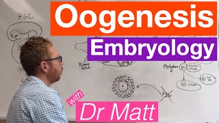 Oogenesis  Embryology [upl. by Natsuj]