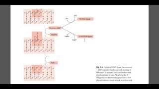 DNA ligase mechanism [upl. by Erikson]