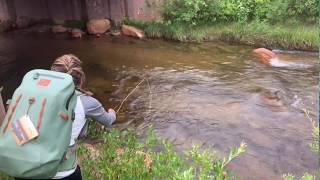 Dry Fly Fishing Rocky Mountain National Park on Fall River Colorado August 2019 [upl. by Annoik]