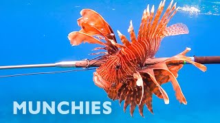 Hunting amp Eating The Venomous Lionfish [upl. by Nyleikcaj512]