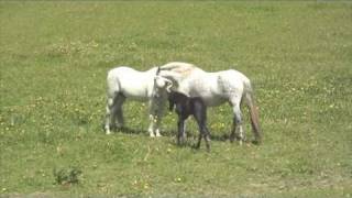 Andalusian mare with new foal meets stallion dad [upl. by Demott]