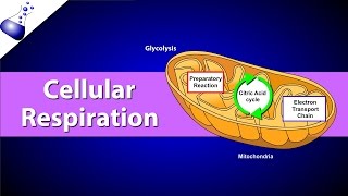 Cellular Respiration [upl. by Auoy191]