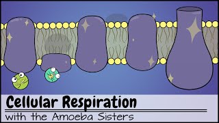 Cellular Respiration UPDATED [upl. by Sim424]