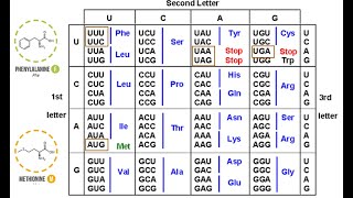 The Genetic Code [upl. by Pedaiah]