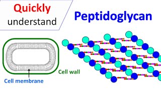 Peptidoglycan  Prokaryotic cell wall [upl. by Ellehcin764]