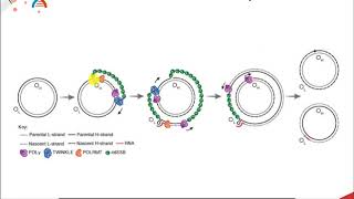 D Loop Replication  Mitochondrial DNA Replication [upl. by Amik]