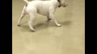 Bull Terrier Spins in Excitement [upl. by Lilllie]