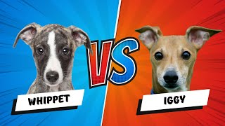 Italian Greyhound vs Whippet Dog Which is Better Dog vs Dog [upl. by Yreneh]