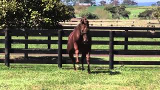 Red Giant Worlds Fastest Horse over 2000m [upl. by Aniret]