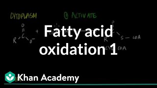 Fatty Acid Oxidation  Part I [upl. by Stoddart]