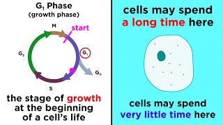 The Cell Cycle and its Regulation [upl. by Flo]