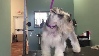 step by step on how to groom a schnauzer tutorial [upl. by Lleoj]