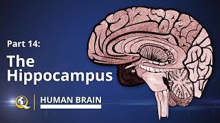 Hippocampus  Human Brain Series  Part 14 [upl. by Seyer]