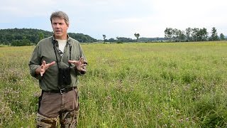 Bird on the Rebound Popular Bobolink Spurs New Conservation Model [upl. by Creedon]