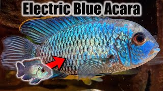 Electric Blue Acara  Growth Rate amp Evolution [upl. by Otokam]