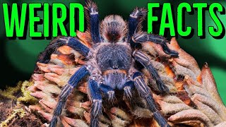 10 STRANGE Tarantulas FACTS You Wont Believe [upl. by Ellehcram495]