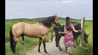 My sister training care her lovely horse in beginner 2021 [upl. by Monah]